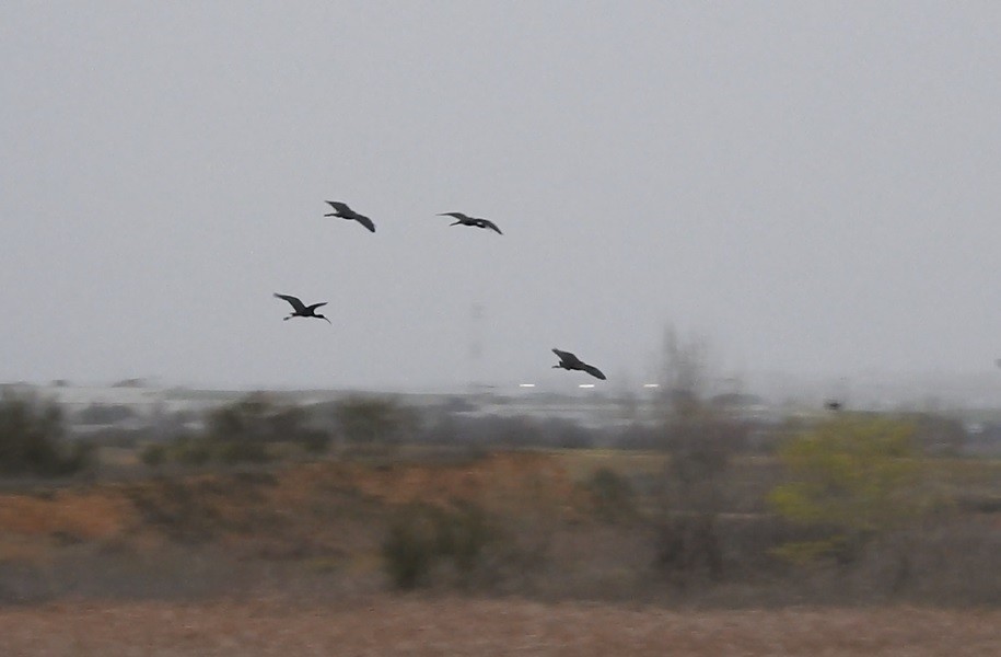 Glossy Ibis - ML424186051