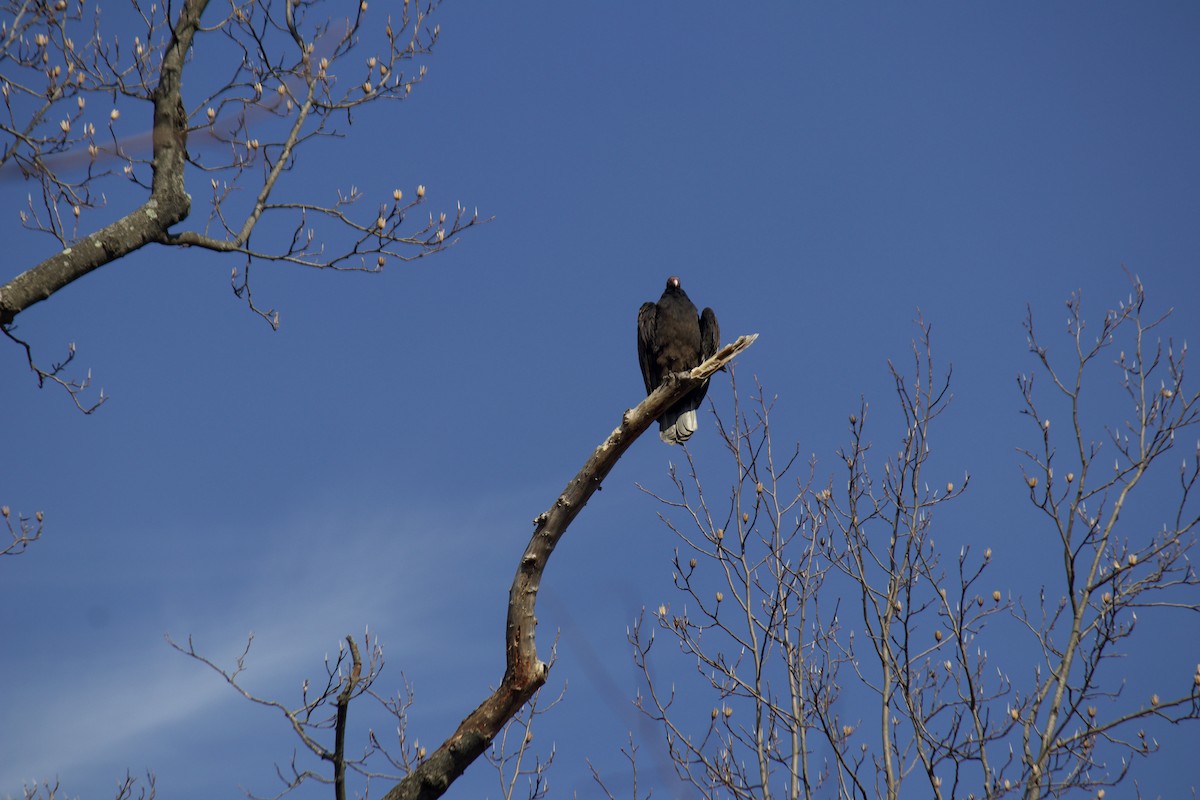 Turkey Vulture - ML424186431