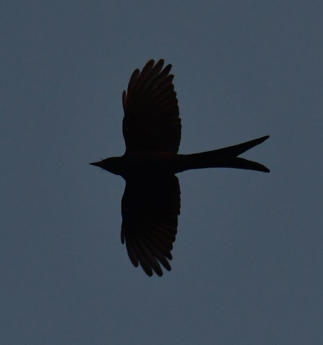 Drongo Cenizo - ML424187051