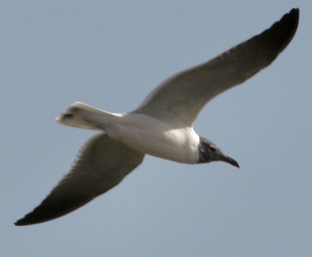 Laughing Gull - Connie Lintz