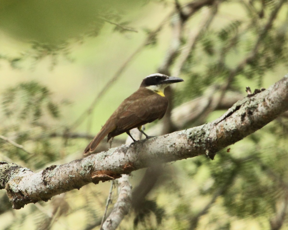 Boat-billed Flycatcher - ML424187431