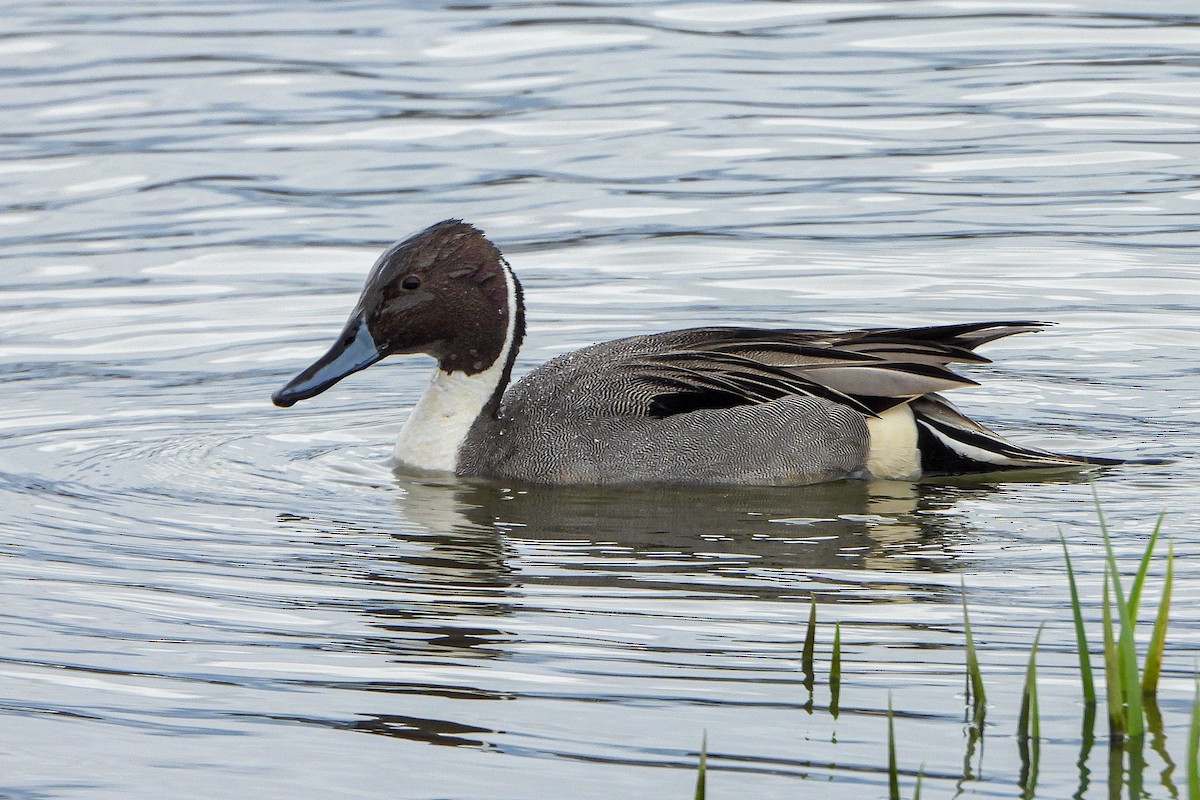 Northern Pintail - Aitor Zabala