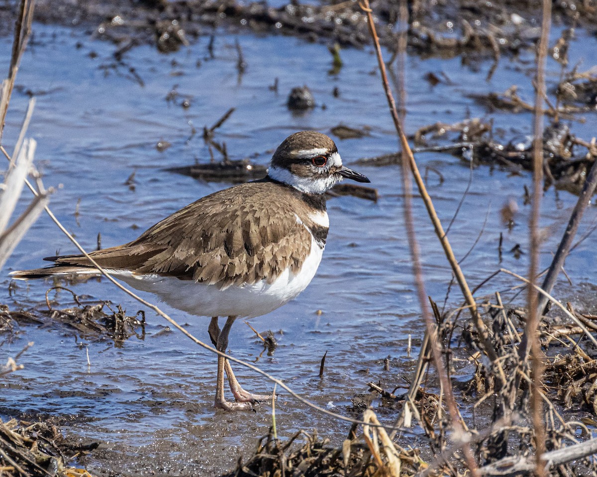 Killdeer - ML424190341