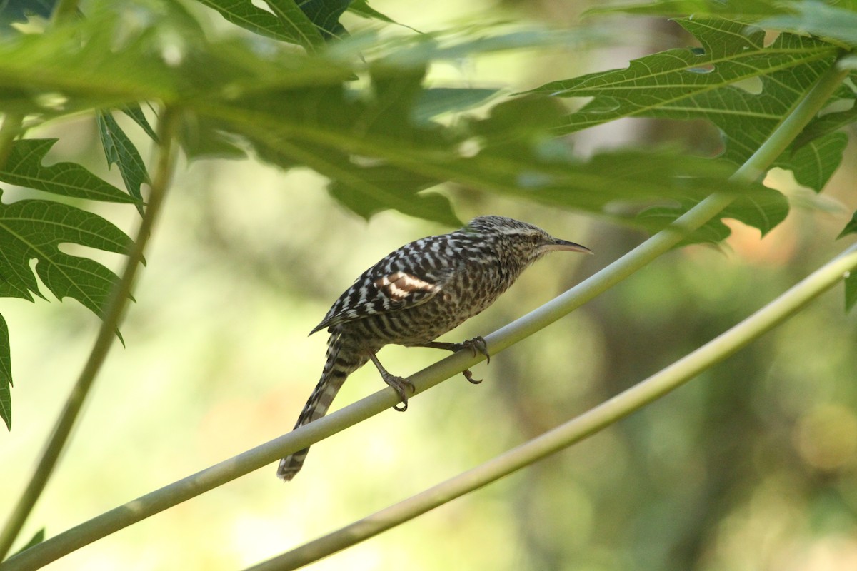 Fasciated Wren - ML424190561