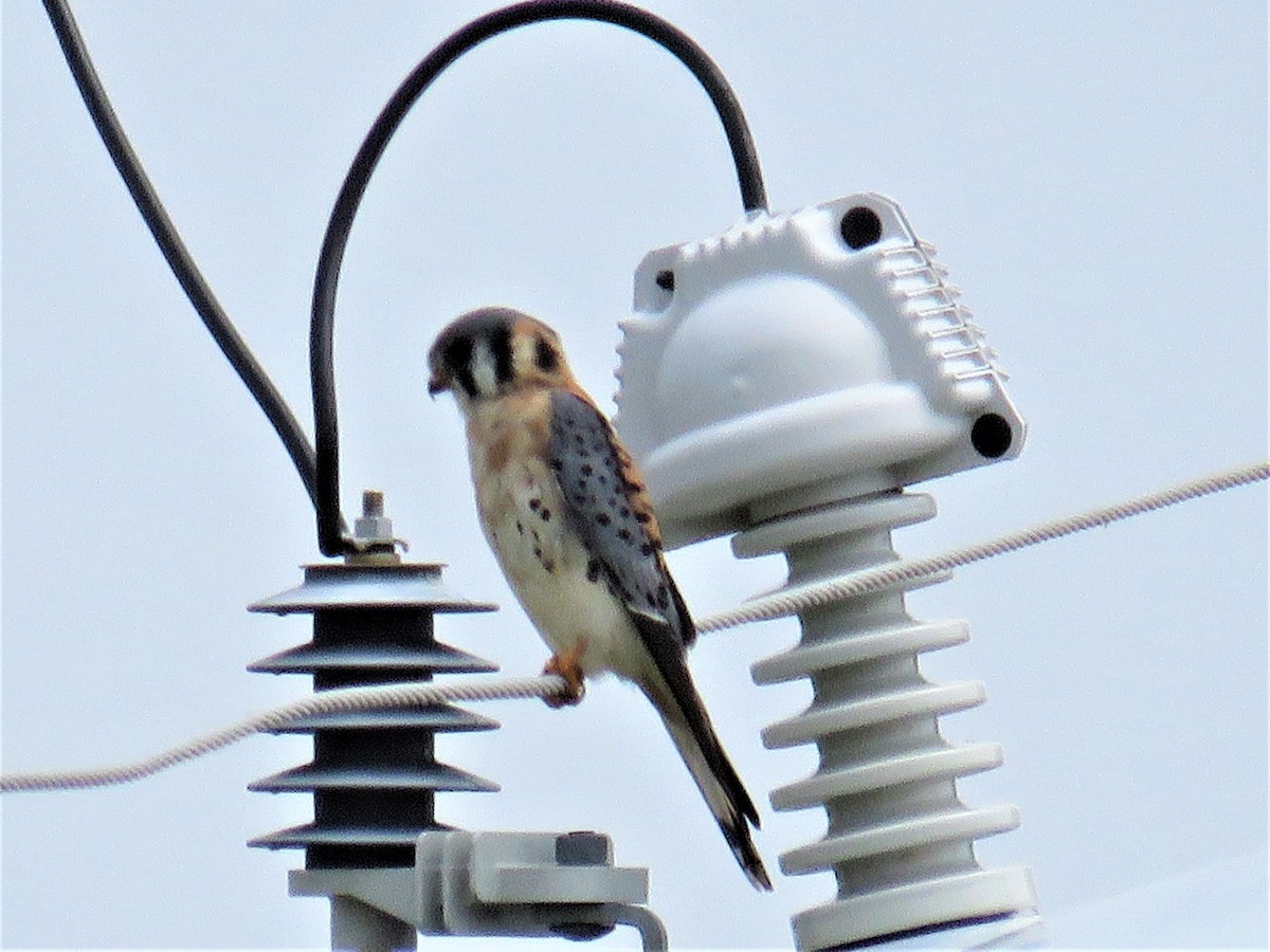 American Kestrel - Judy Robichaux