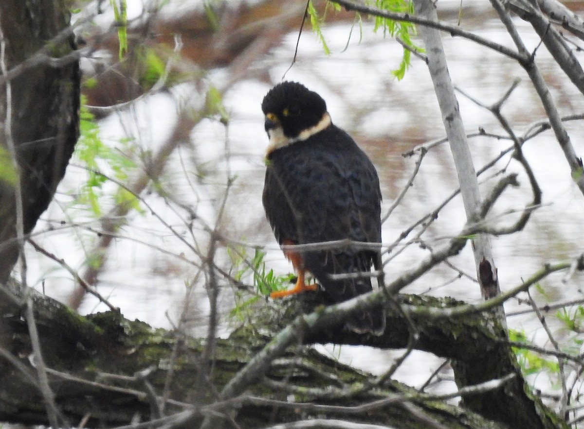 Bat Falcon - ML424196001