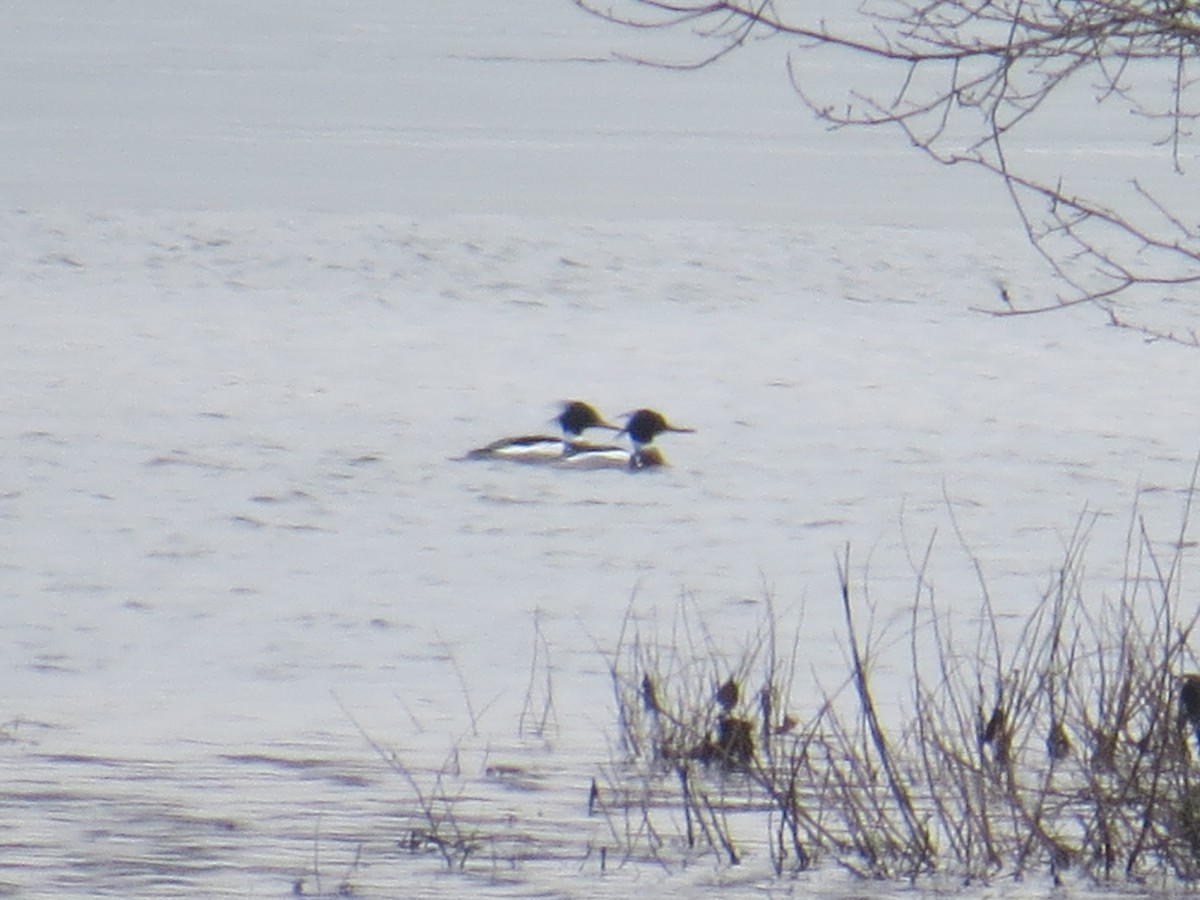 Red-breasted Merganser - ML424198941