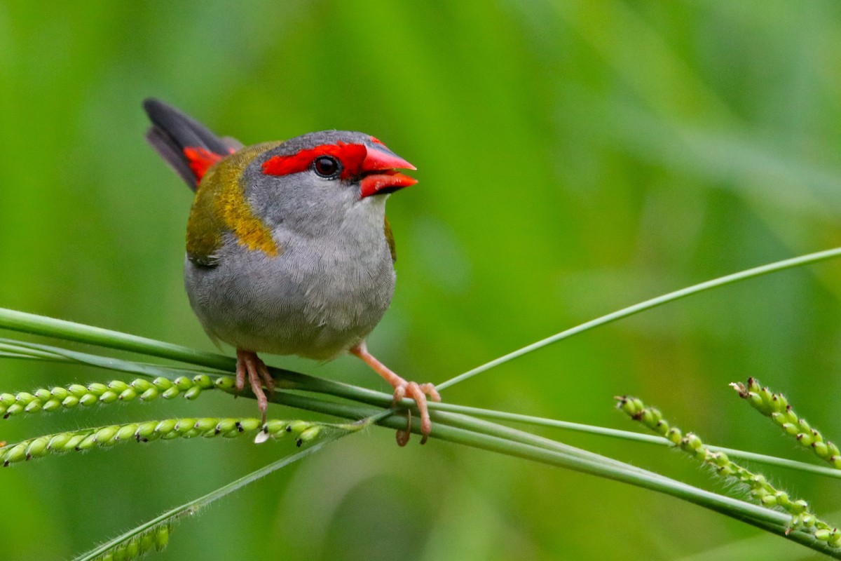 Red-browed Firetail - ML424200001