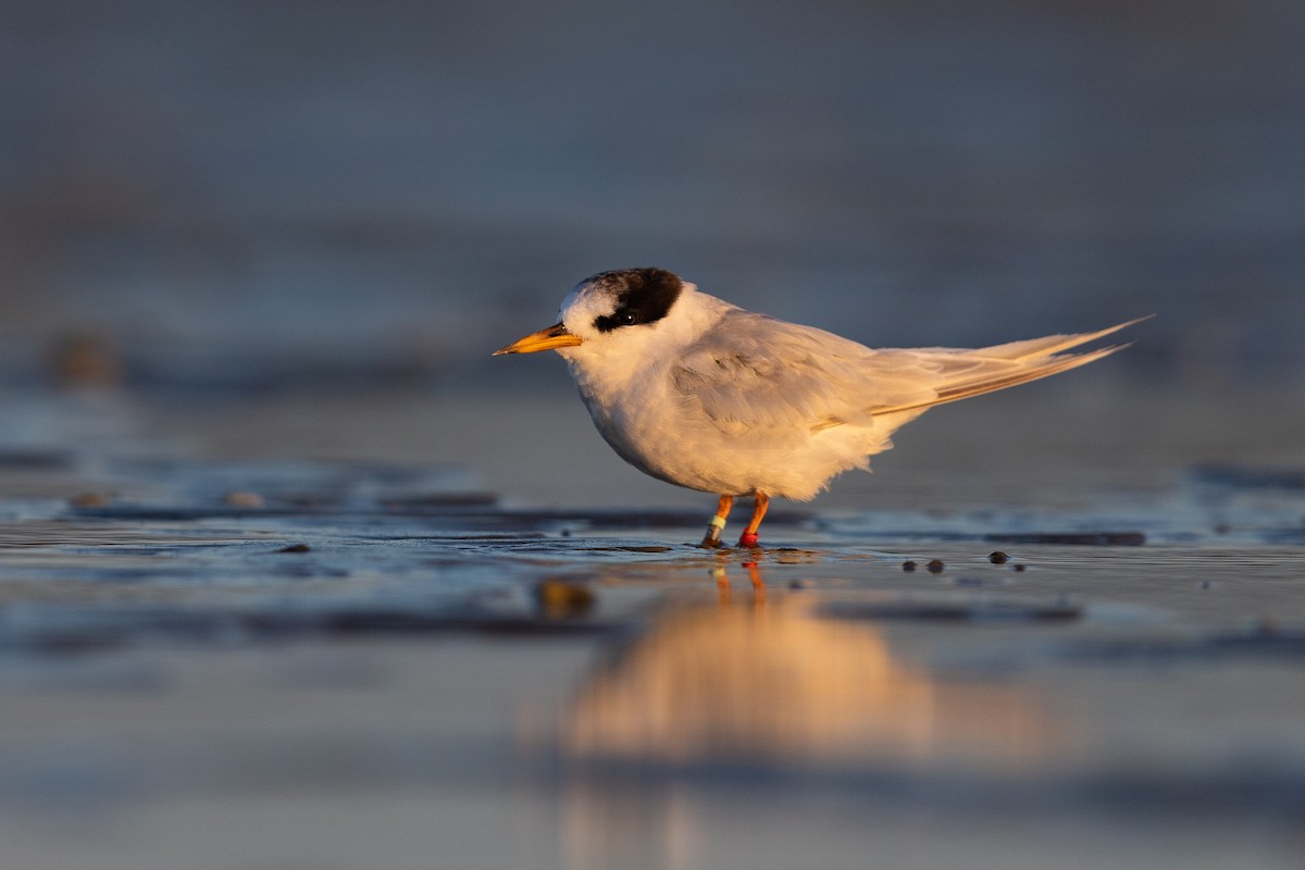 Australian Fairy Tern - ML424200101