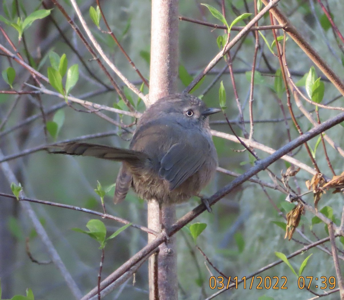 Wrentit - Mark Holmgren