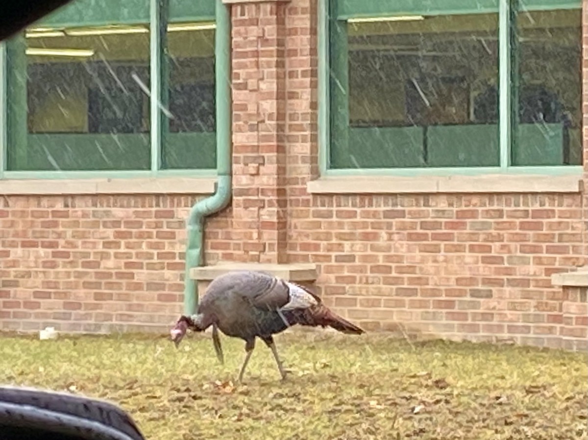 Wild Turkey - Patty & Kevin 👀👂🏻🦆 McKelvey