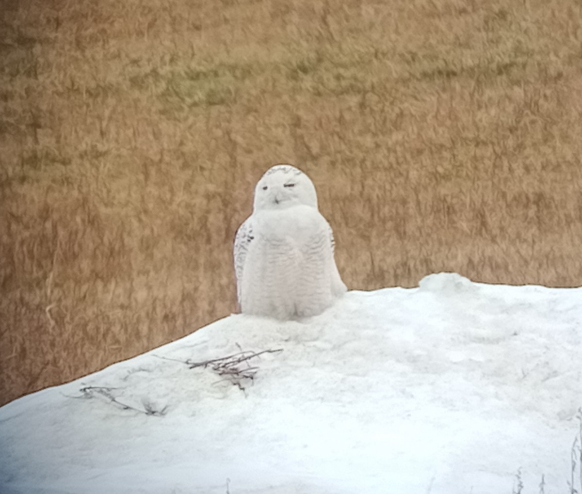 Harfang des neiges - ML424201621