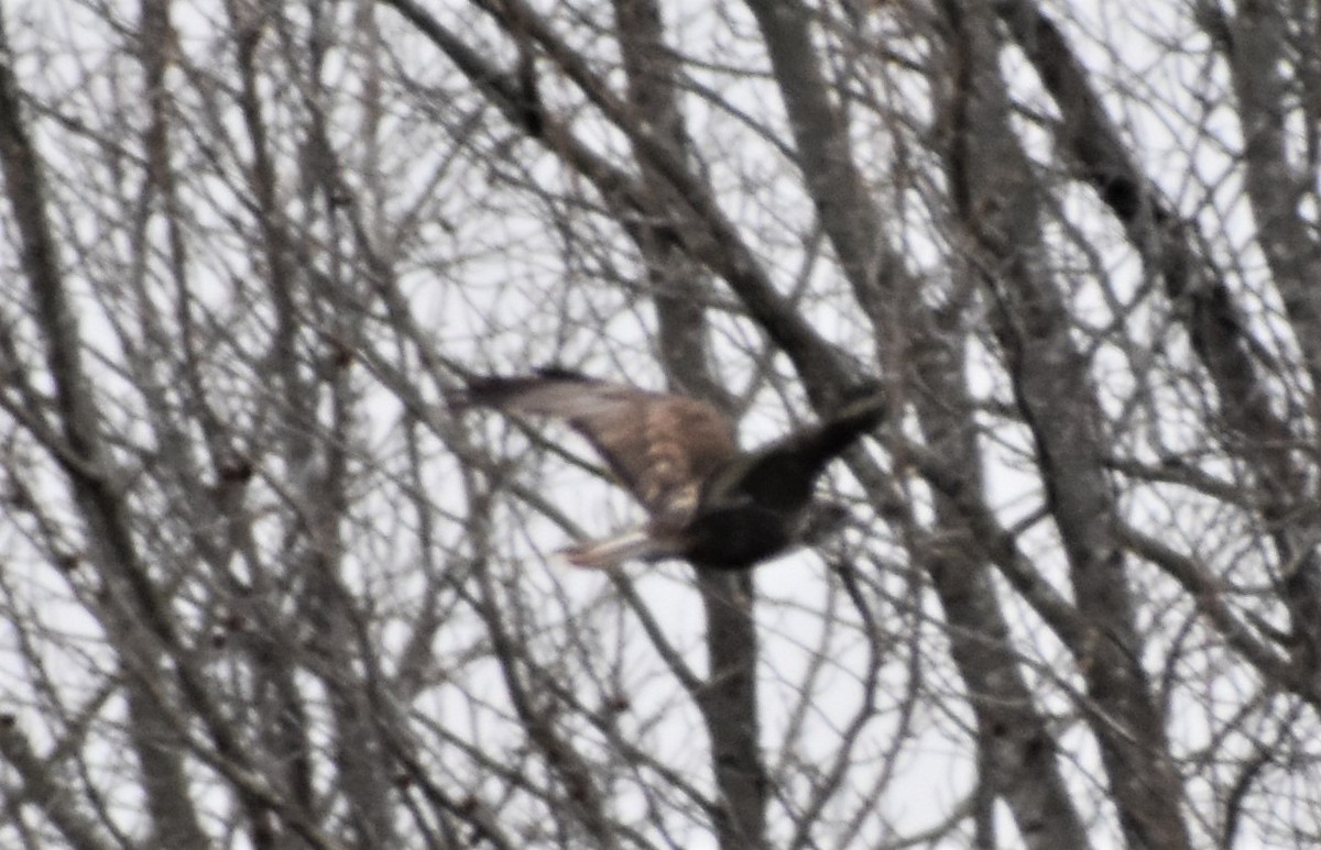 Red-tailed Hawk (Harlan's) - Mark Greene