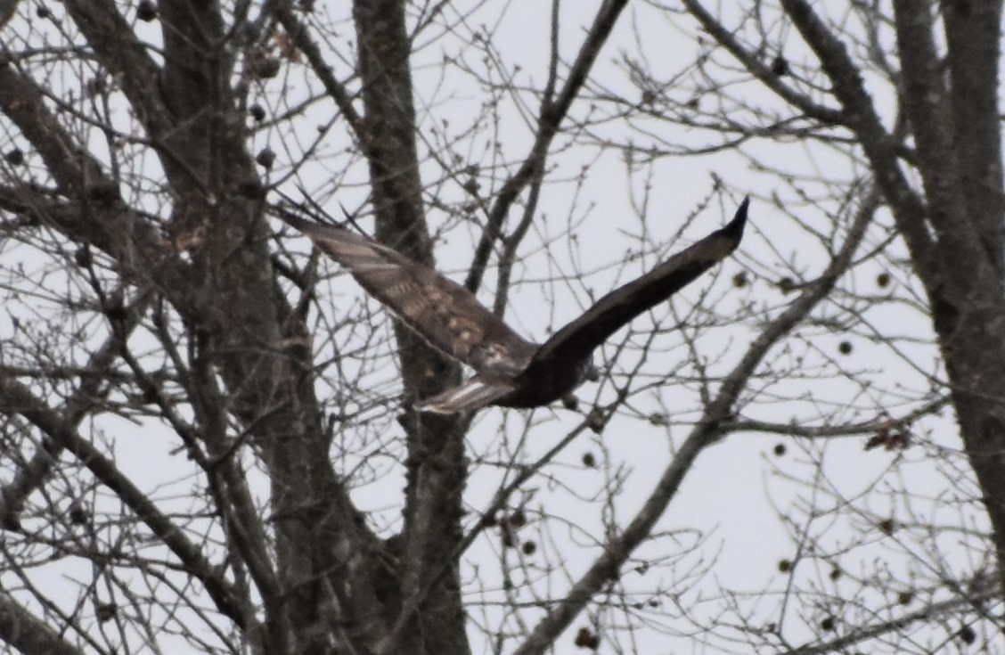 Red-tailed Hawk (Harlan's) - ML424204641