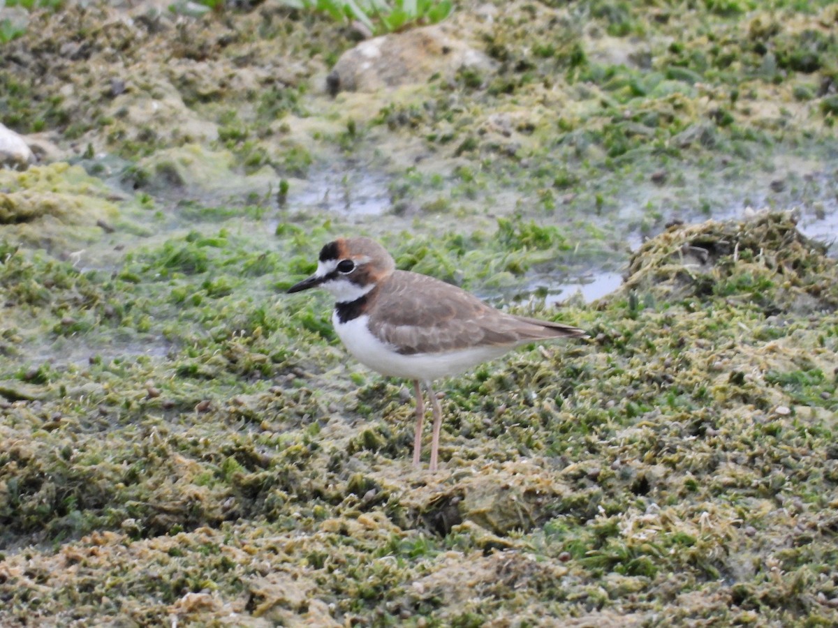 Collared Plover - ML424207641