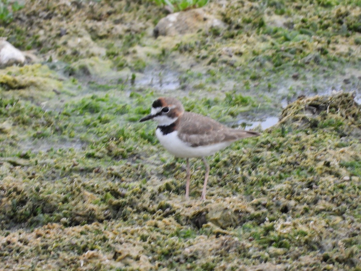 Collared Plover - ML424207651