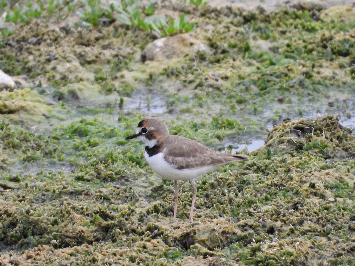 Collared Plover - ML424207691