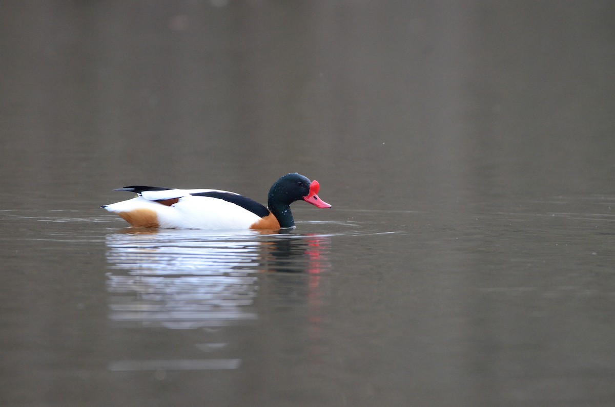 Common Shelduck - ML424207851