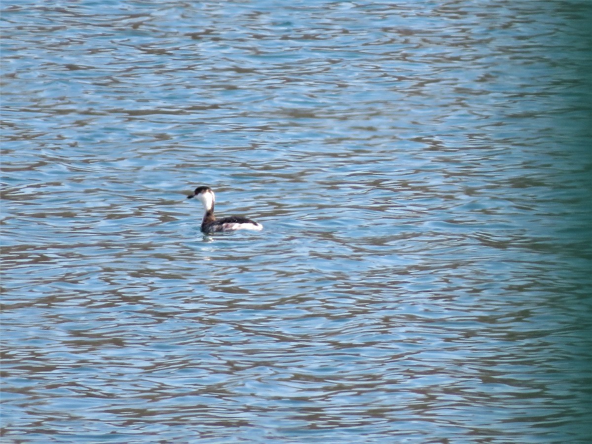 Horned Grebe - Valerie Knipping