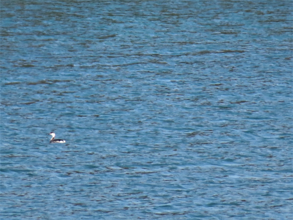 Horned Grebe - ML424208401