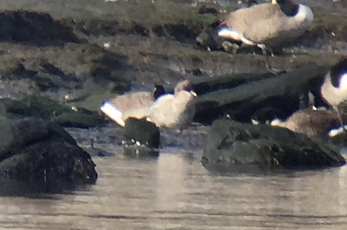 Pink-footed Goose - ML42421221