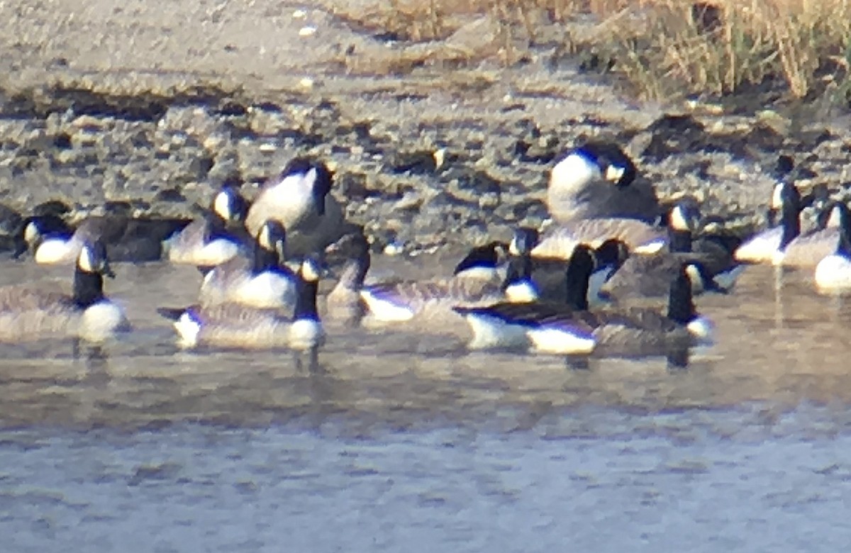 Pink-footed Goose - ML42421241