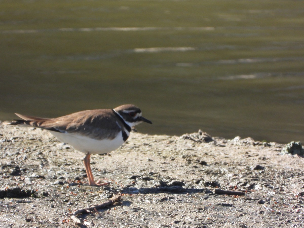 Killdeer - ML424213411