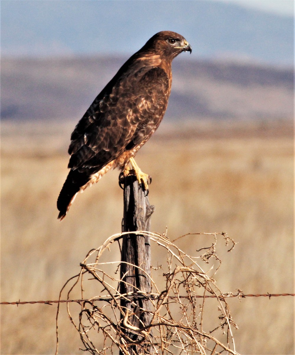 Red-tailed Hawk (calurus/alascensis) - ML424214181
