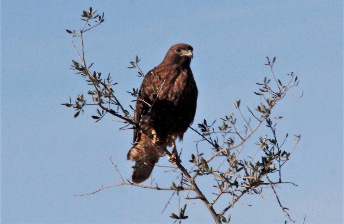 Red-tailed Hawk (calurus/alascensis) - ML424214201