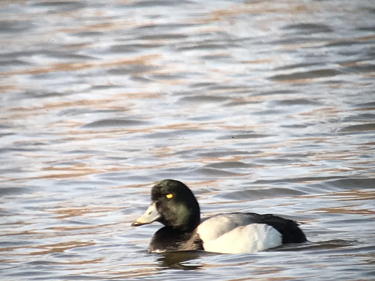 Greater Scaup - WS Barbour