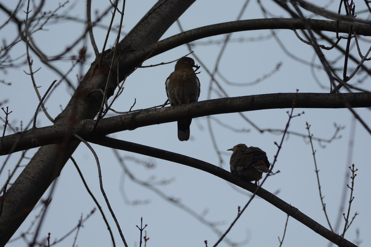 White-winged Dove - Ted Bradford