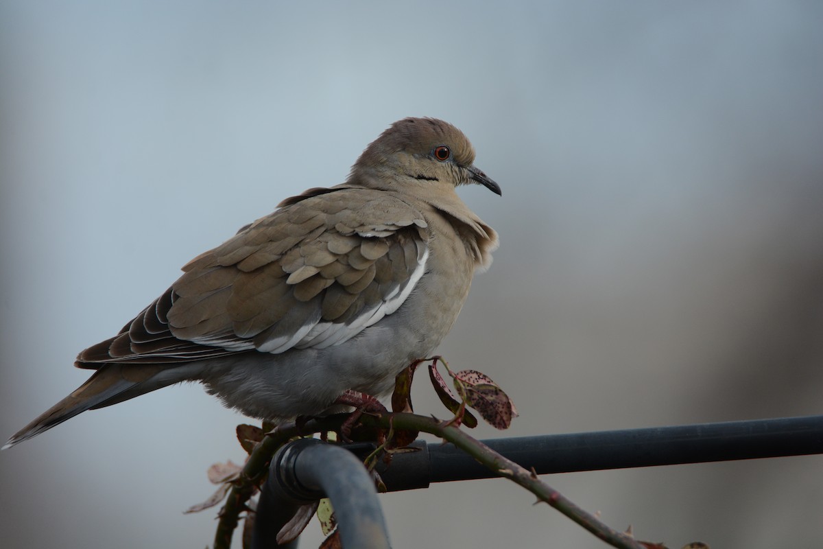 White-winged Dove - ML42421461