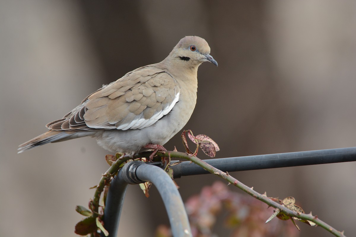 White-winged Dove - Ted Bradford