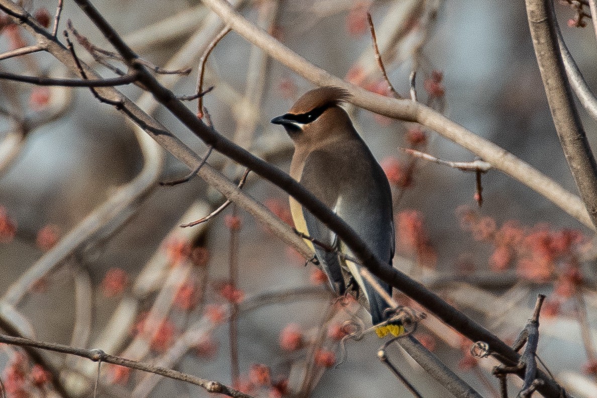 Cedar Waxwing - ML424215751