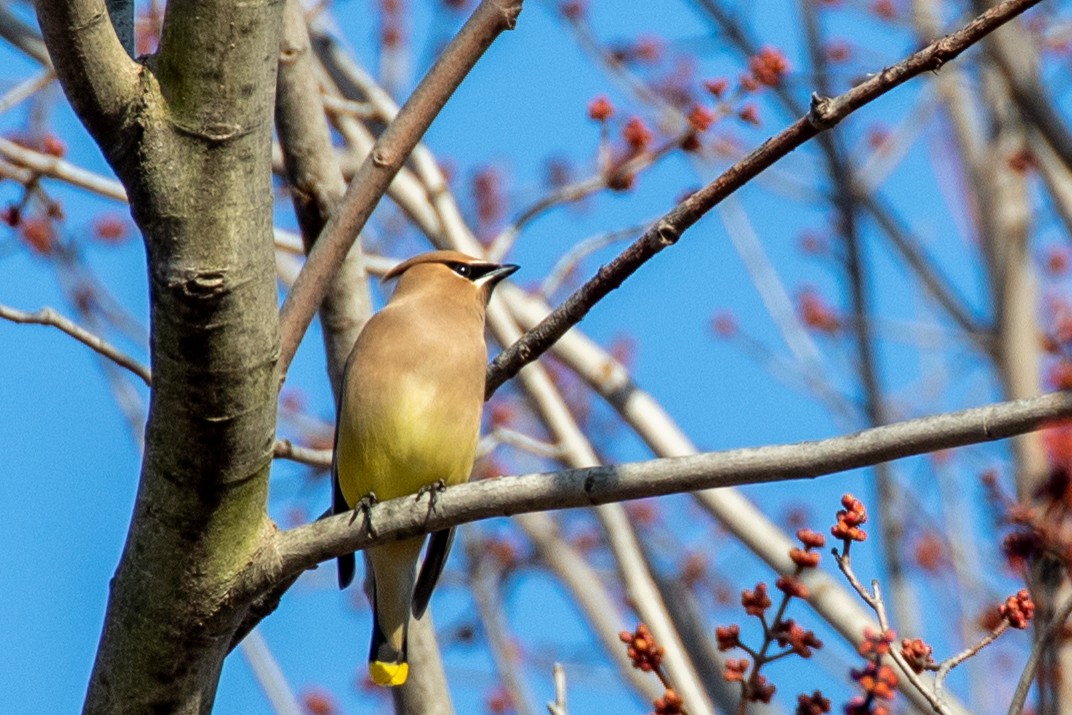 Cedar Waxwing - ML424215831