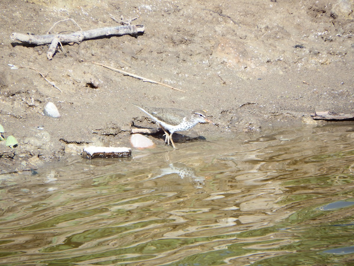 Spotted Sandpiper - Taylor Abbott