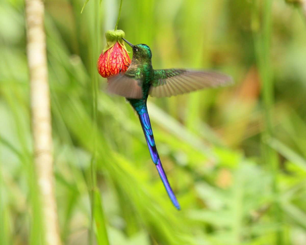 Violet-tailed Sylph - ML424218821