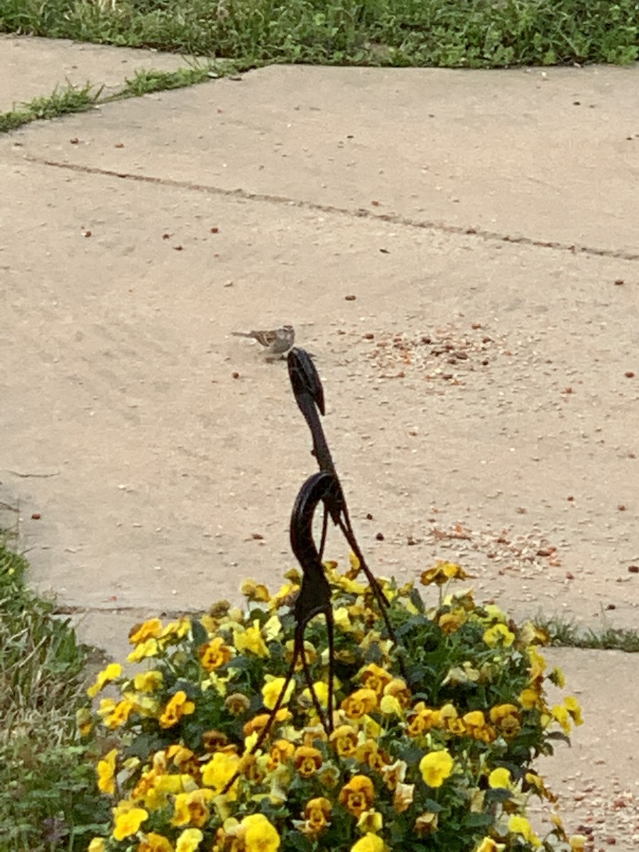 Chipping Sparrow - ML424220191