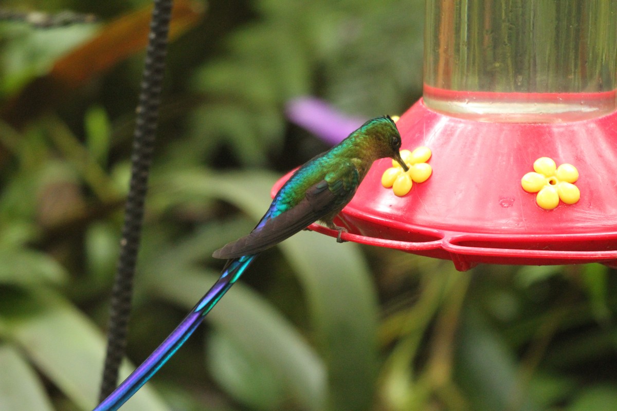 Violet-tailed Sylph - ML424220421