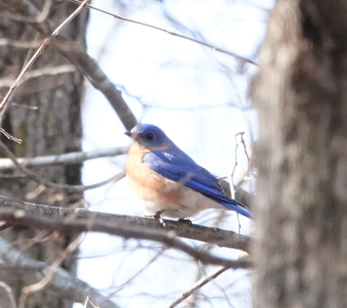 Eastern Bluebird - Larry Winberry