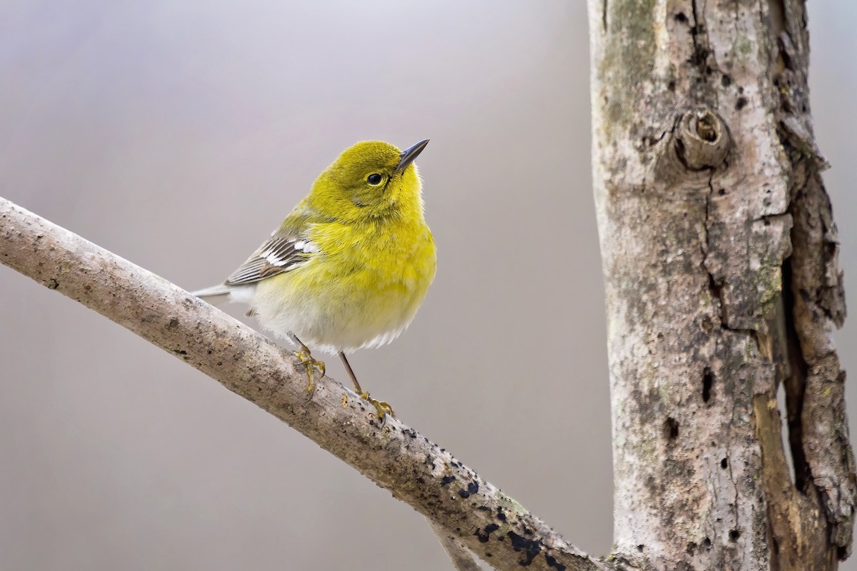 Pine Warbler - ML424222021