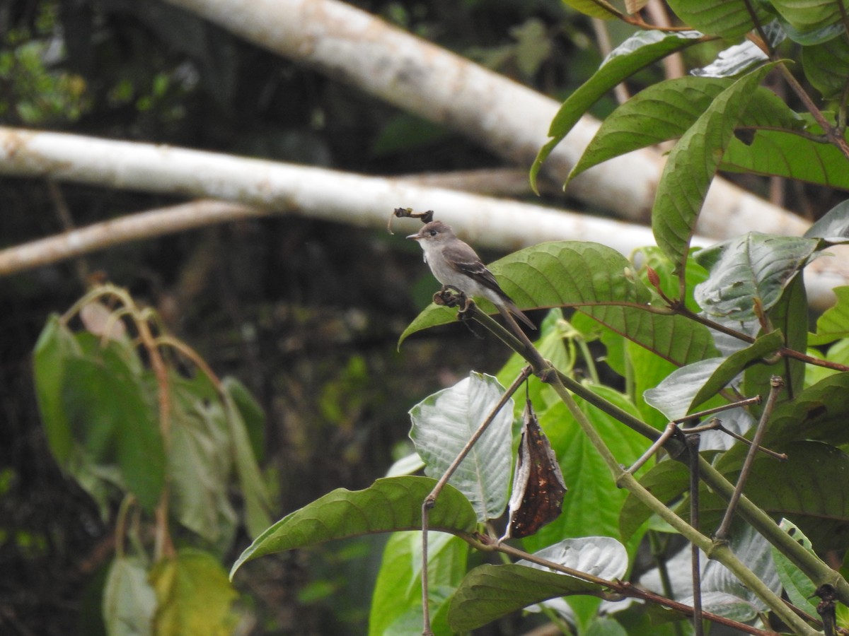 Western Wood-Pewee - ML424222631