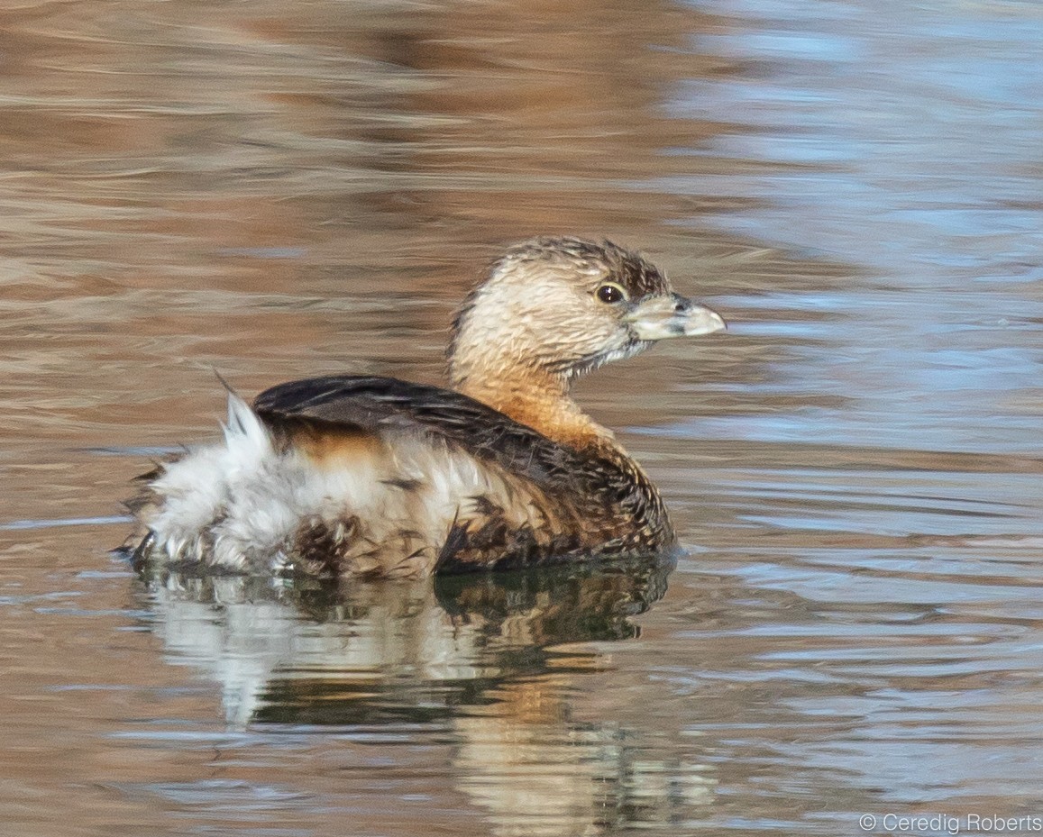 Pied-billed Grebe - ML424224131