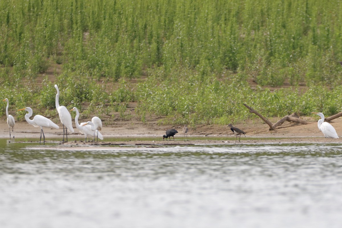 Great Egret - ML424224621