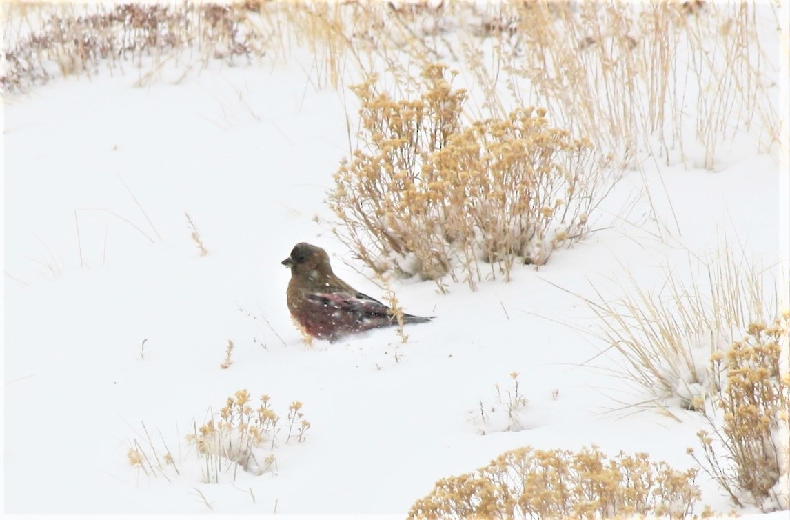 Gray-crowned Rosy-Finch - ML424224801