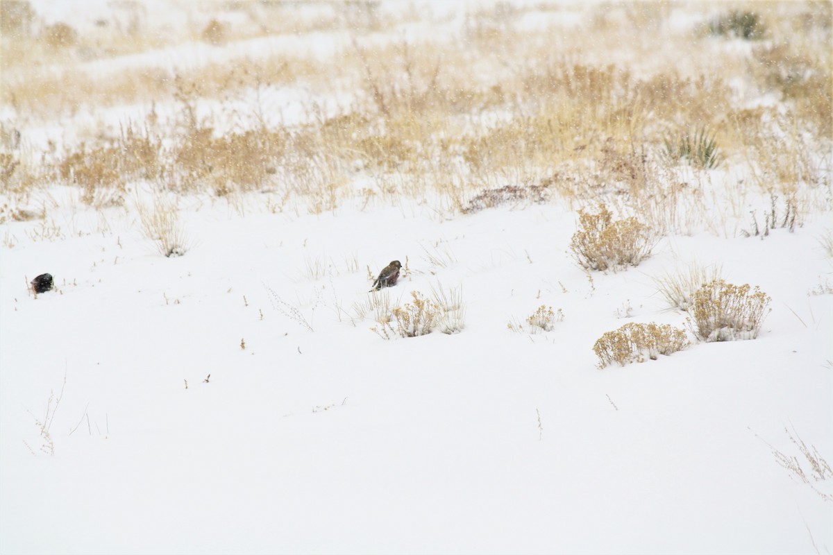 Gray-crowned Rosy-Finch - April Kelher