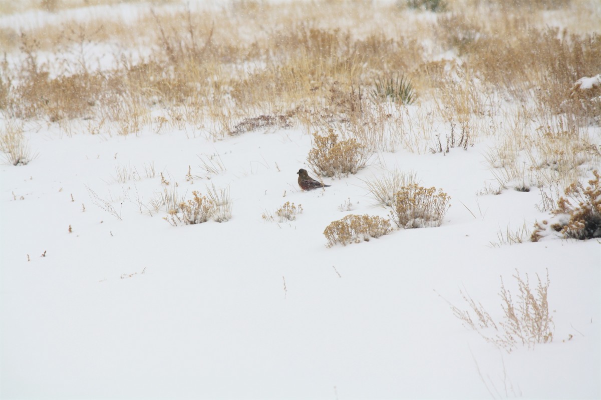 Gray-crowned Rosy-Finch - April Kelher