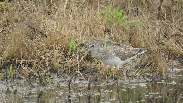 Solitary Sandpiper - ML424225341