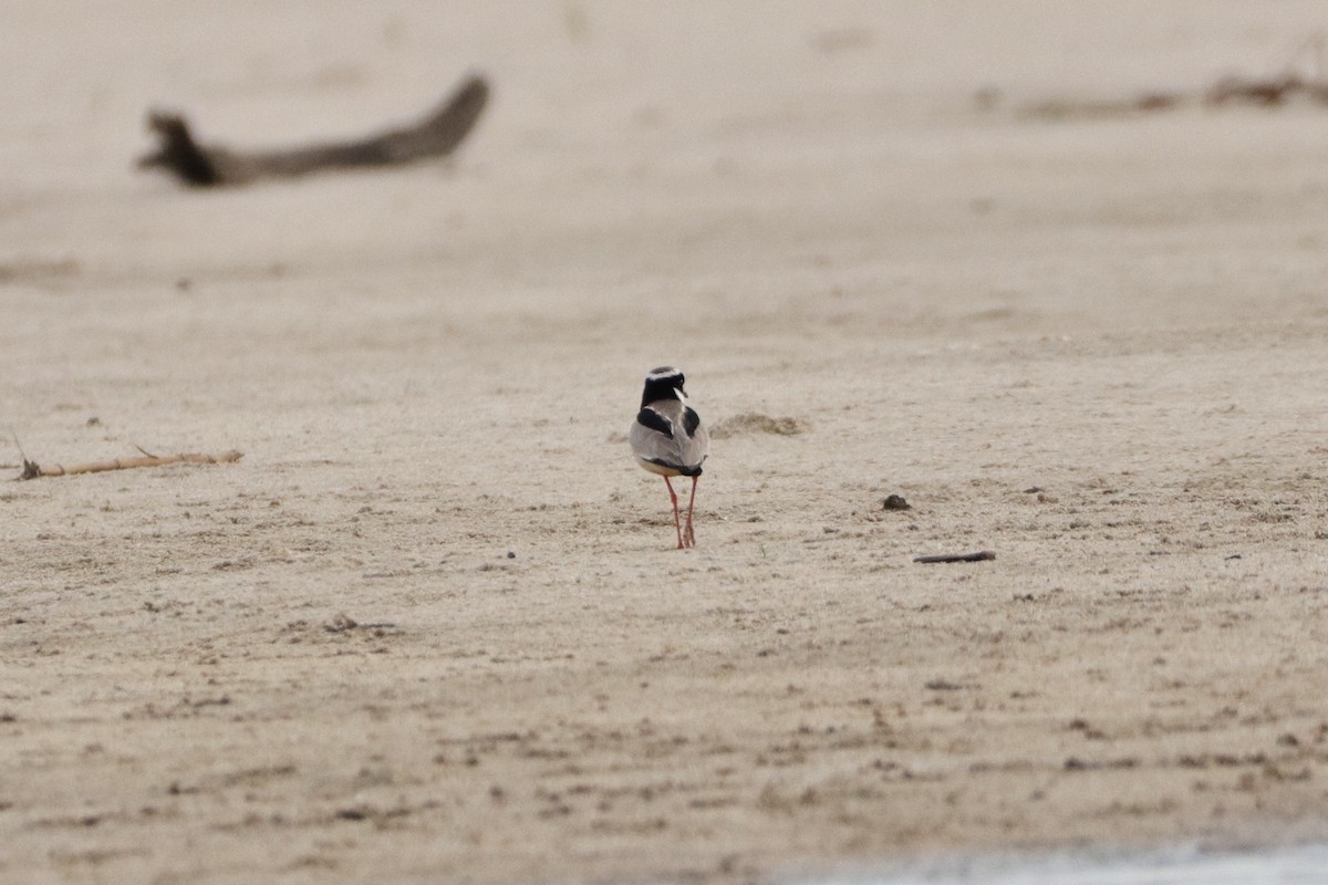 Pied Plover - ML424225431