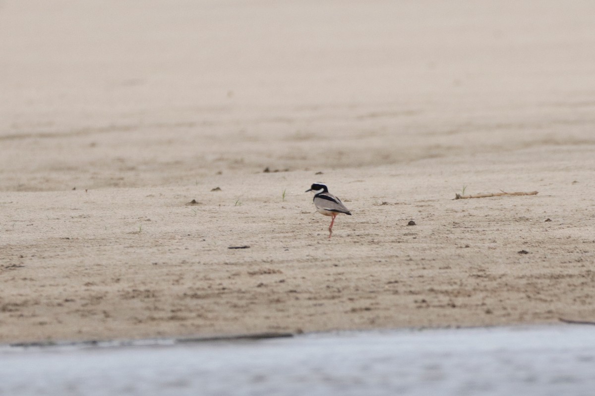 Pied Plover - ML424225461